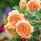 Dame Judi Dench Bush Rose