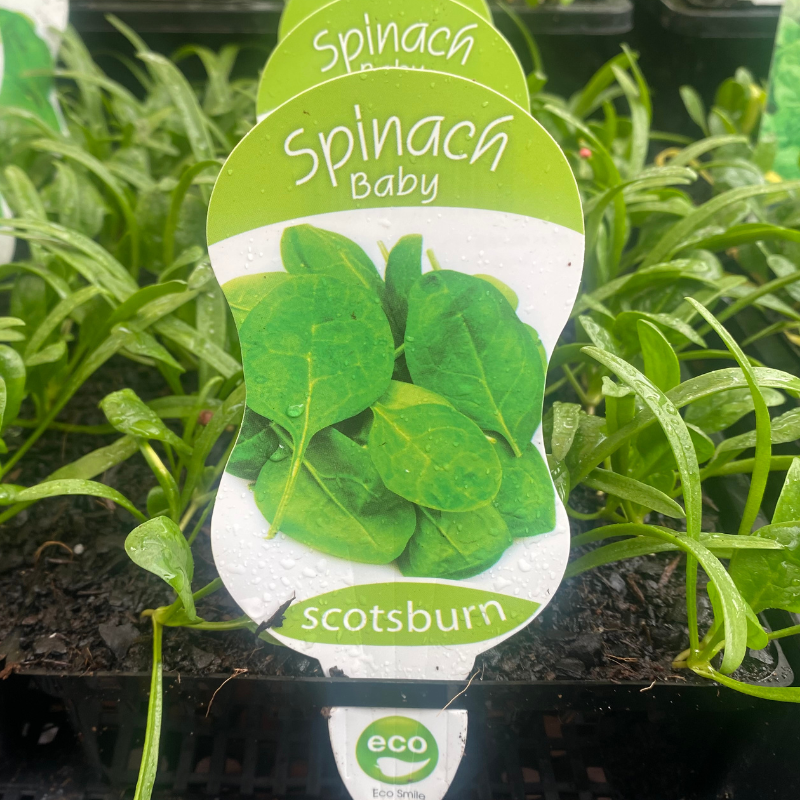Spinach Baby punnet