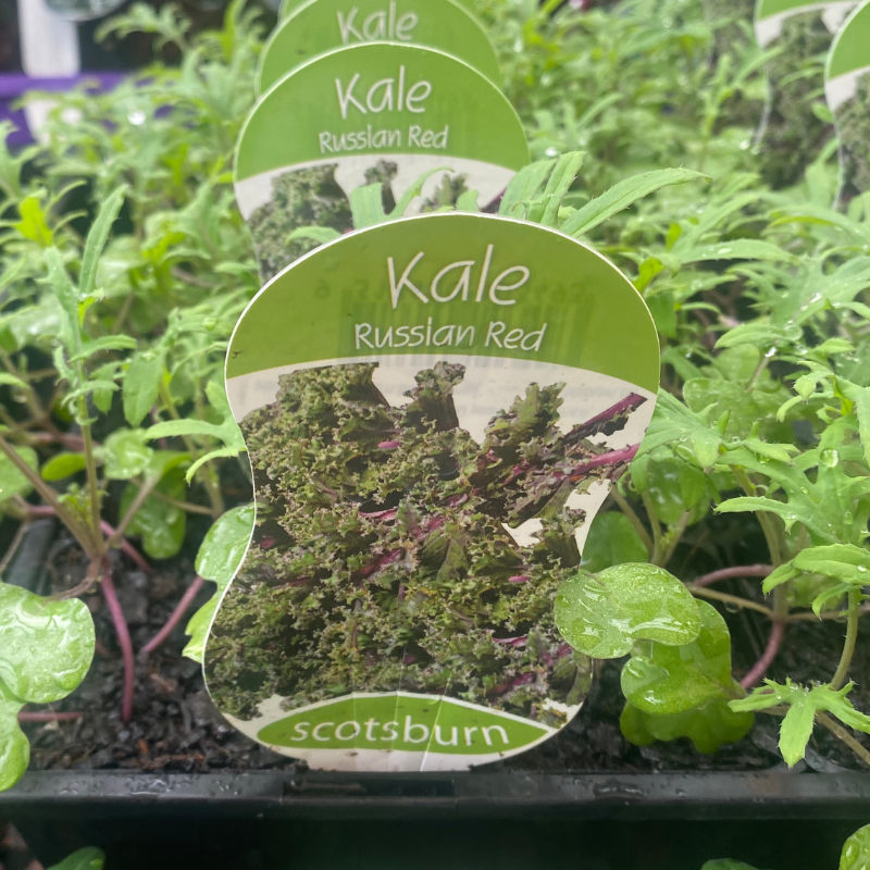 Kale Red Russian punnet