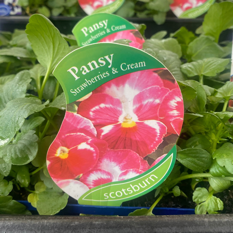 Pansy Strawberries & Cream punnet