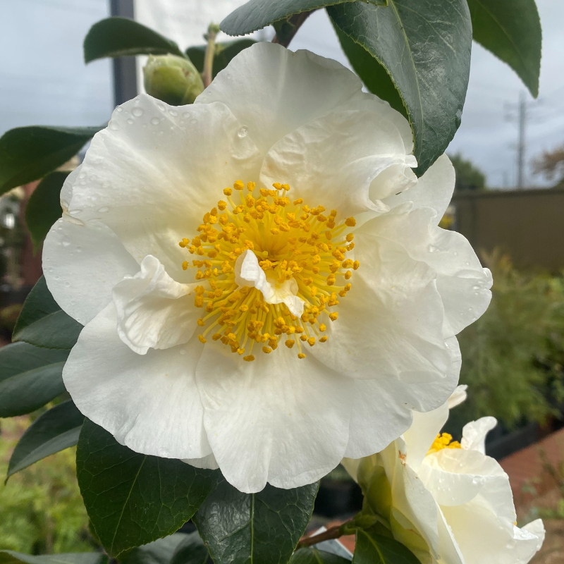 Camellia Silver Waves
