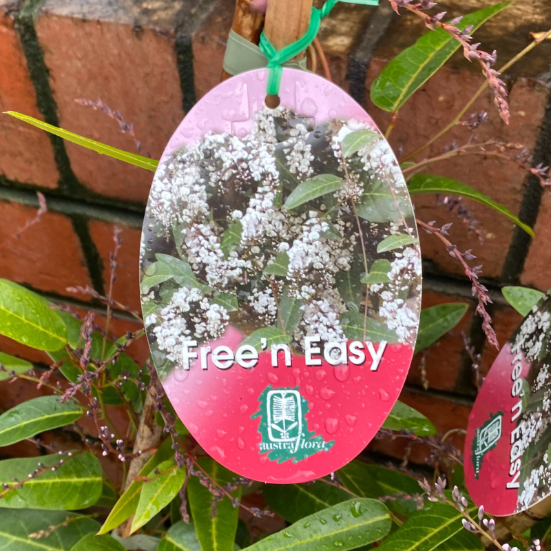 Hardenbergia Free'n Easy