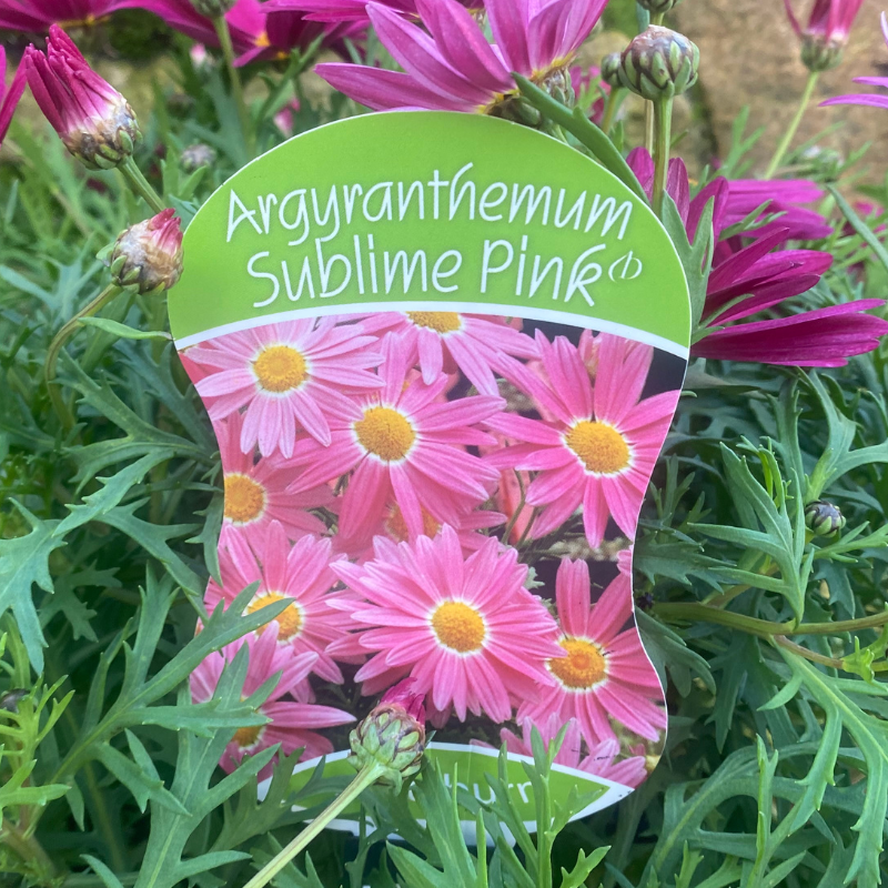 Argyranthemum Sublime Pink