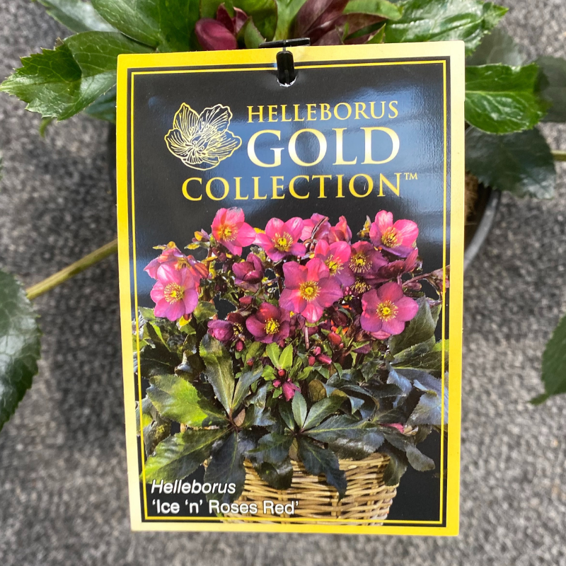 Helleborus Gold
