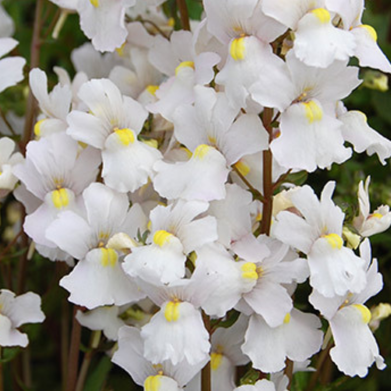 Nemesia Confetti white PGA