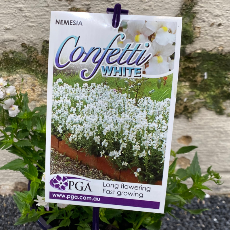 Nemesia Confetti white PGA