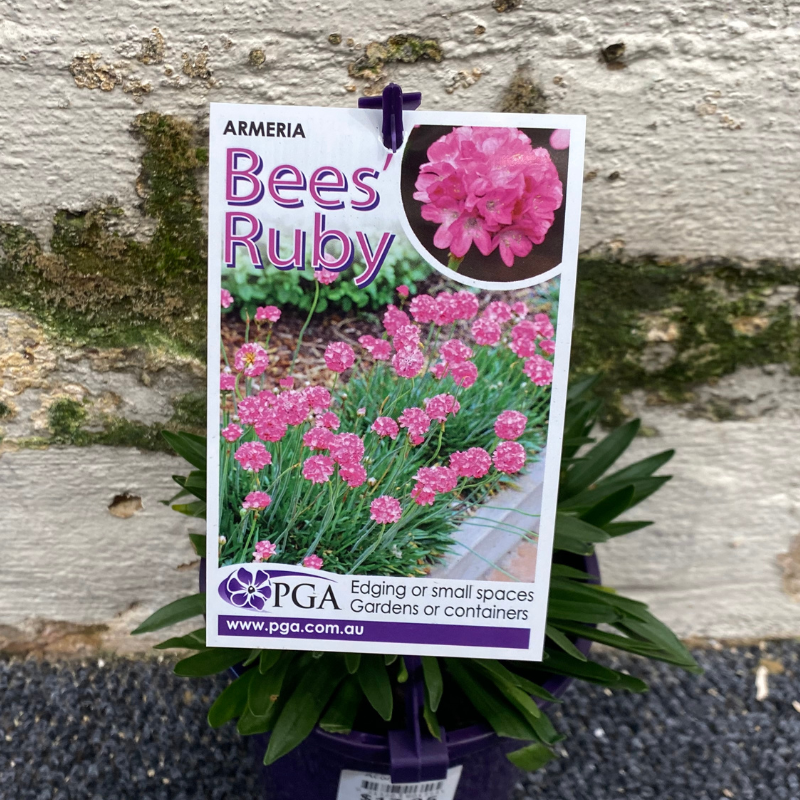 Armeria Bees Ruby