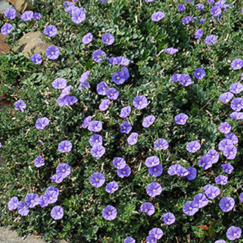 Convolvulus Moroccan Moon