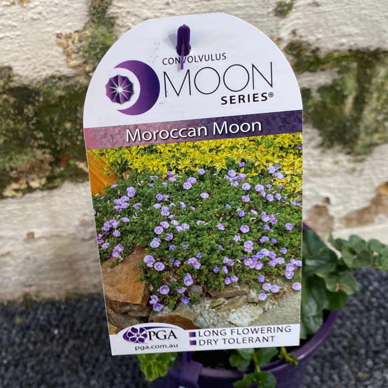 Convolvulus Moroccan Moon