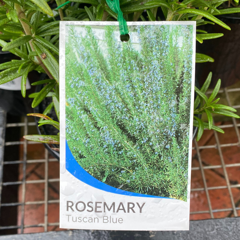 Rosemary Tuscan Blue