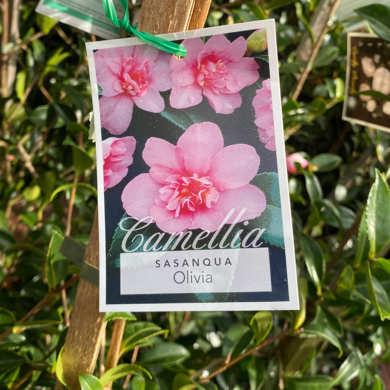 Camellia Olivia