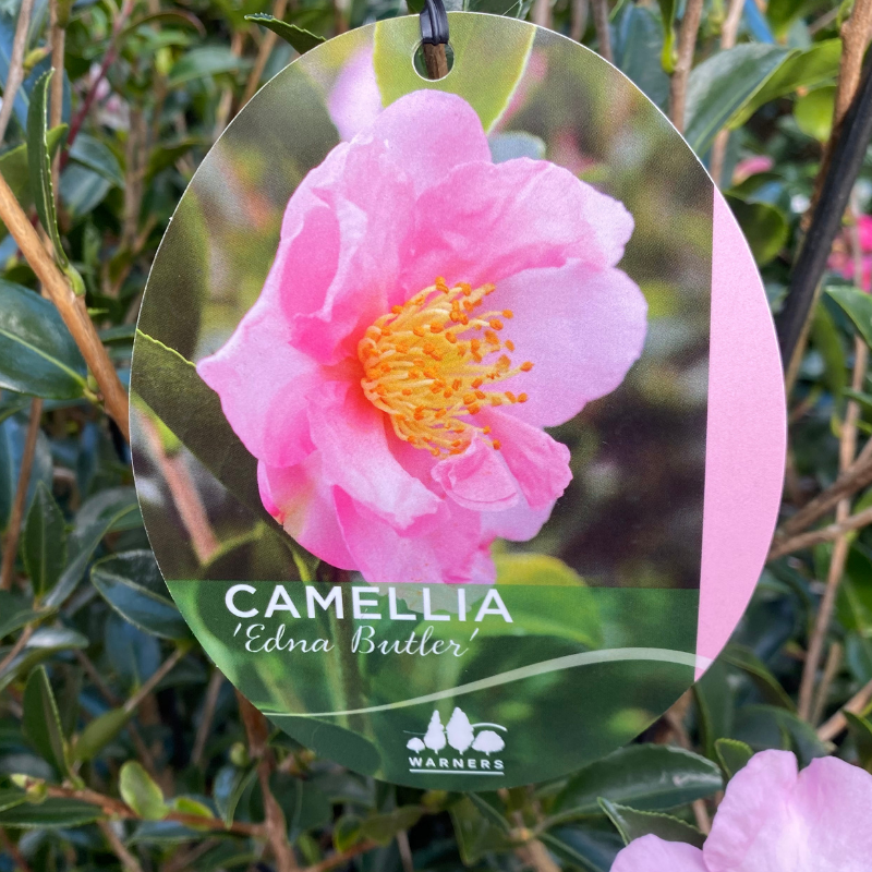 Camellia Edna Butler