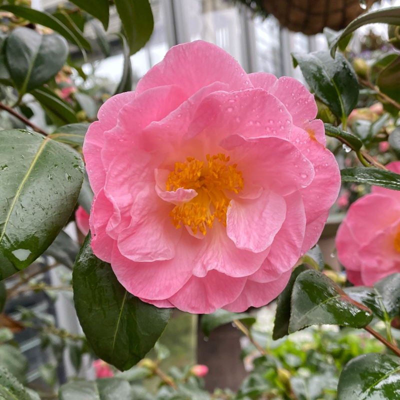 Camellia Peggy Burton