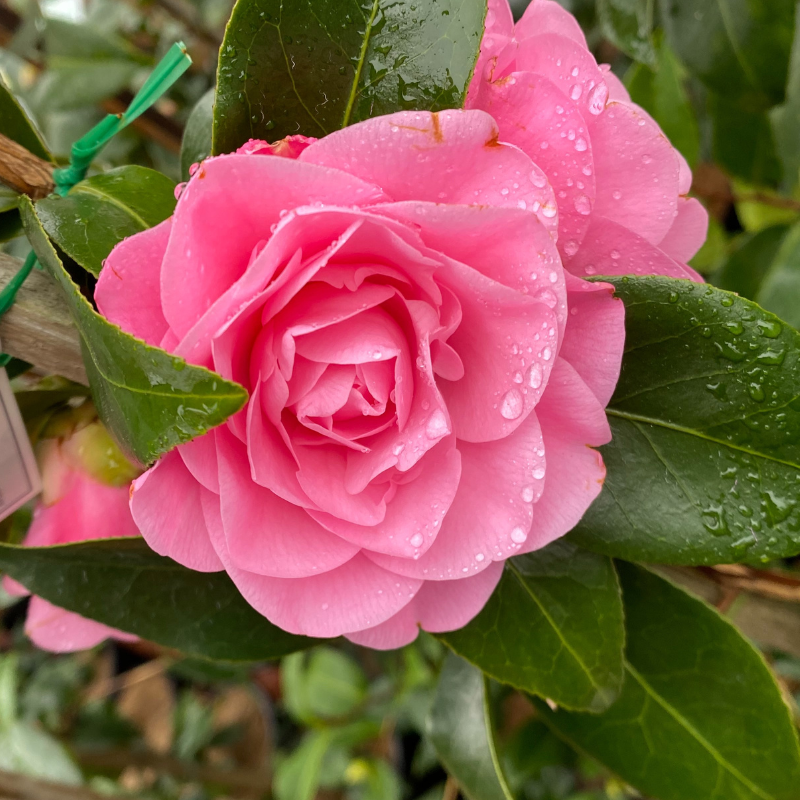 Camellia Betty Ridley