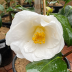 Camellia Lovelight