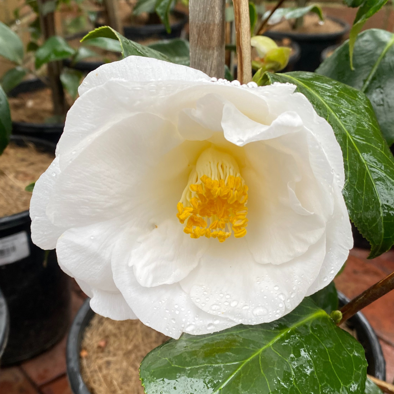 Camellia Lovelight