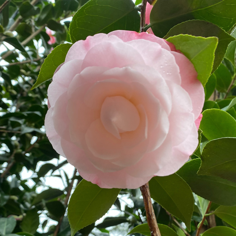 Camellia Desire