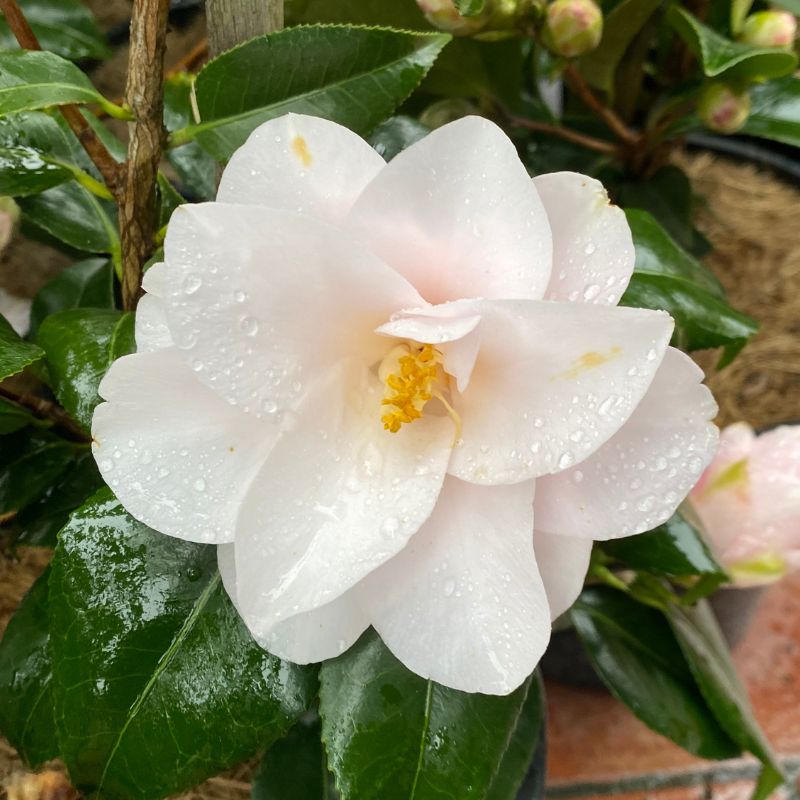 Camellia Magnoliaeflora