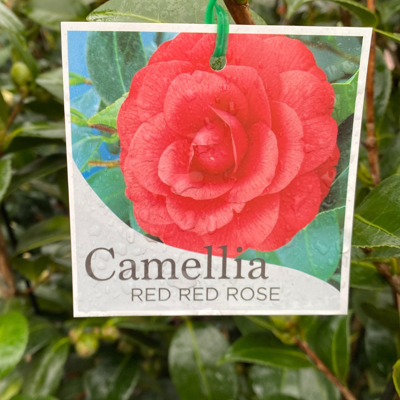 Camellia Red Red Rose