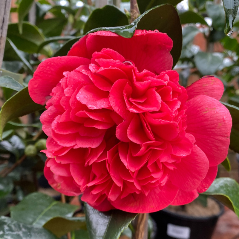 Camellia Grand Marshall