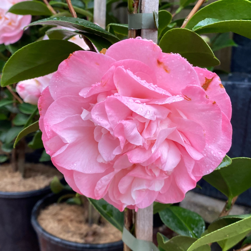 Camellia Federation