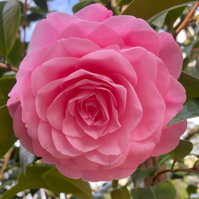 Camellia Betty Ridley