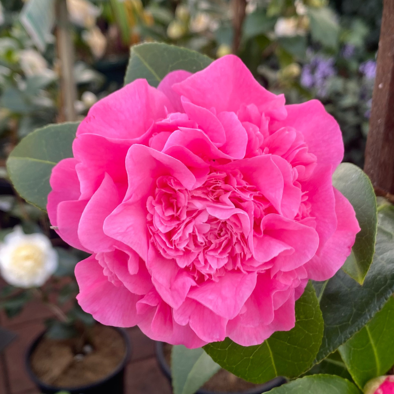 Camellia Debbie