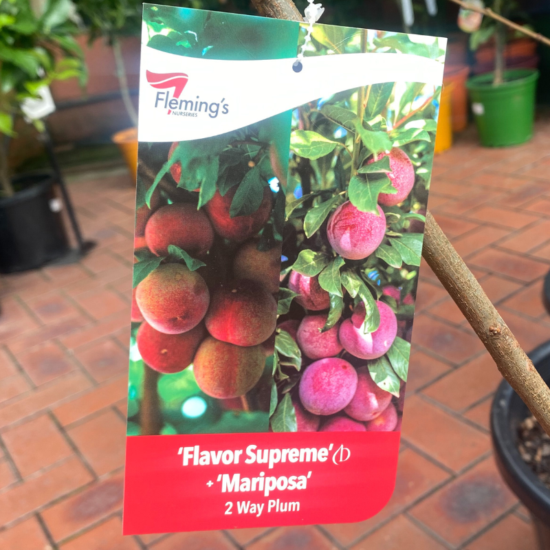 2-Way Plum Flavor Supreme/Mariposa