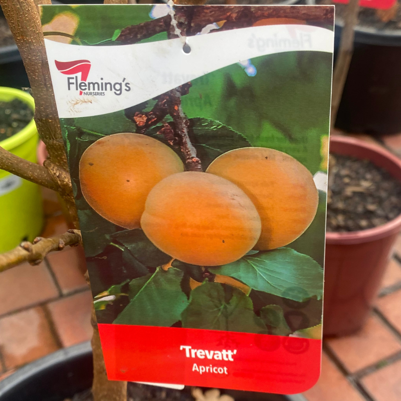 Apricot Trevatt