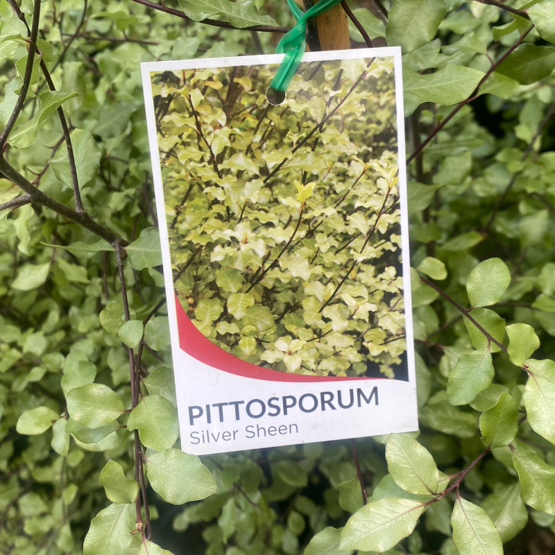 Pittosporum Silver Sheen