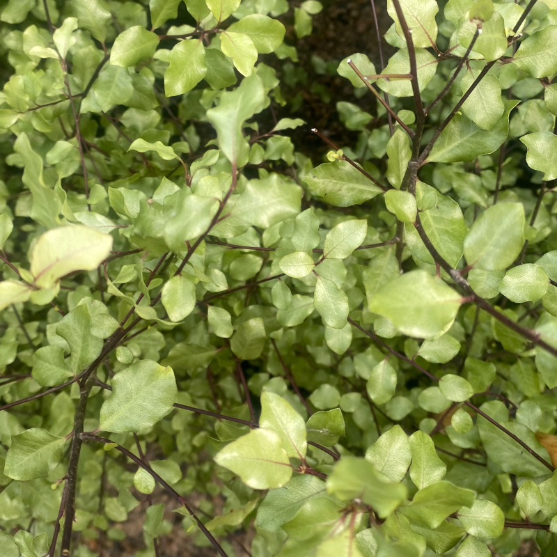 Pittosporum Silver Sheen
