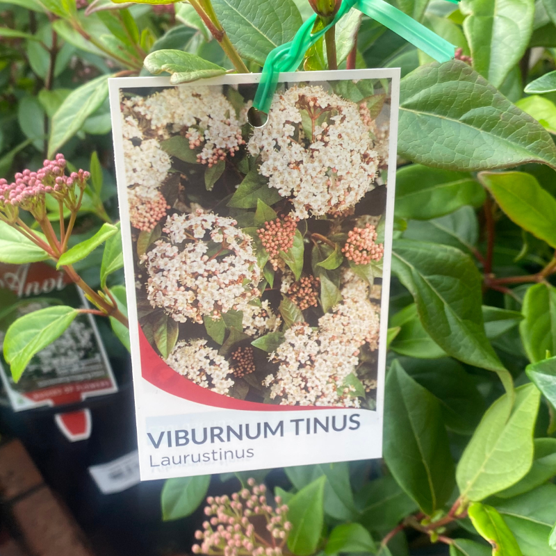 Viburnum tinus