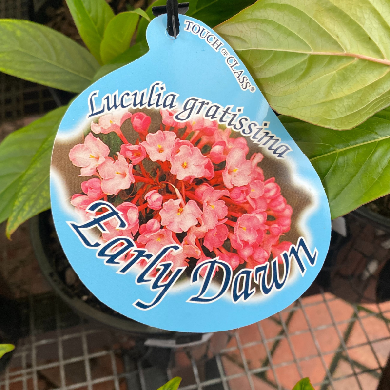 Luculia Early Dawn