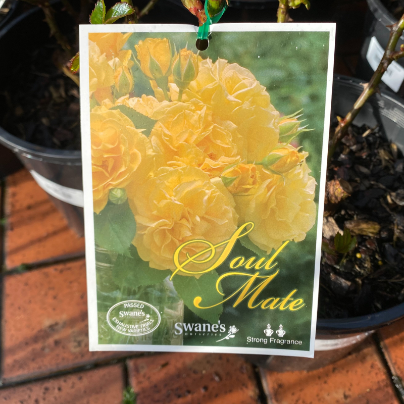 Soul Mate Bush Rose