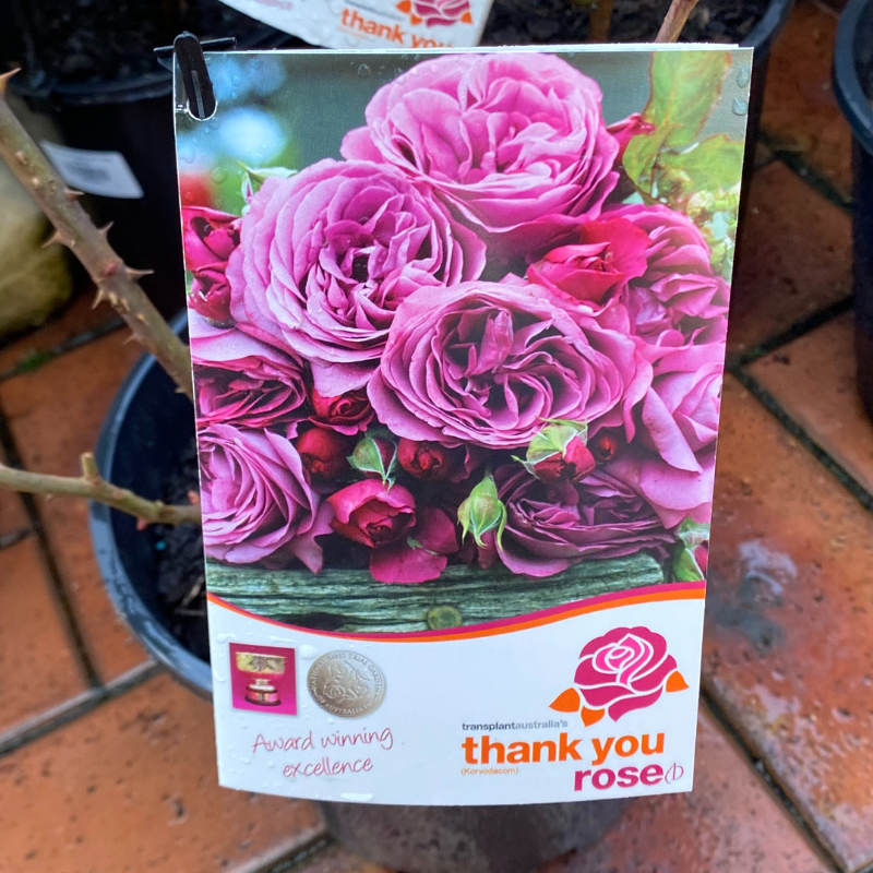 Thankyou Rose Bush rose