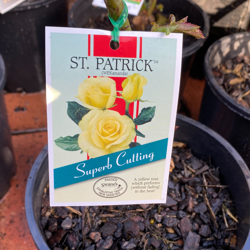 St Patrick Bush Rose