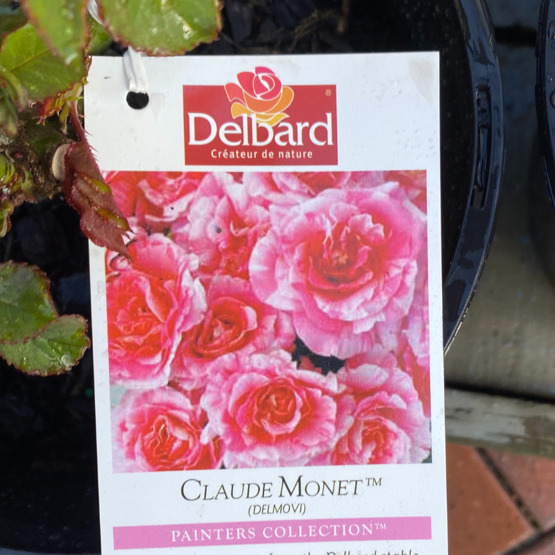 Claude Monet Bush Rose
