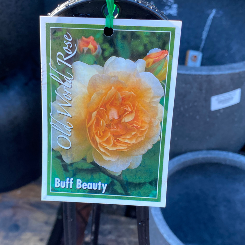 Buff Beauty Climbing Rose