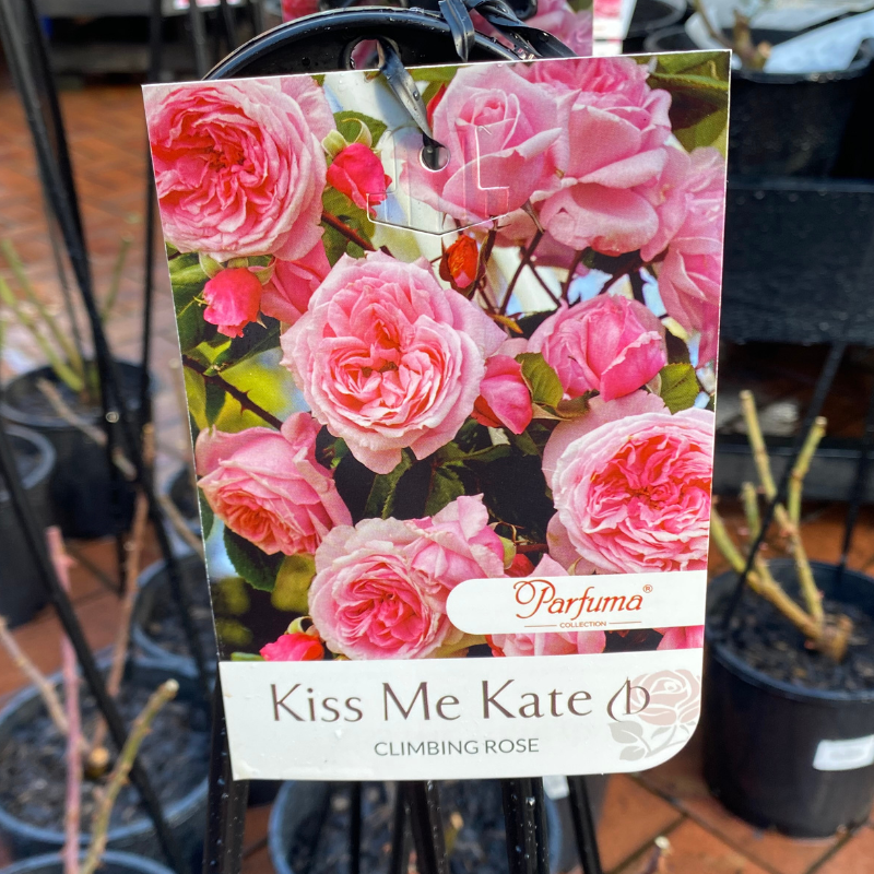 Kiss Me Kate Clb Rose