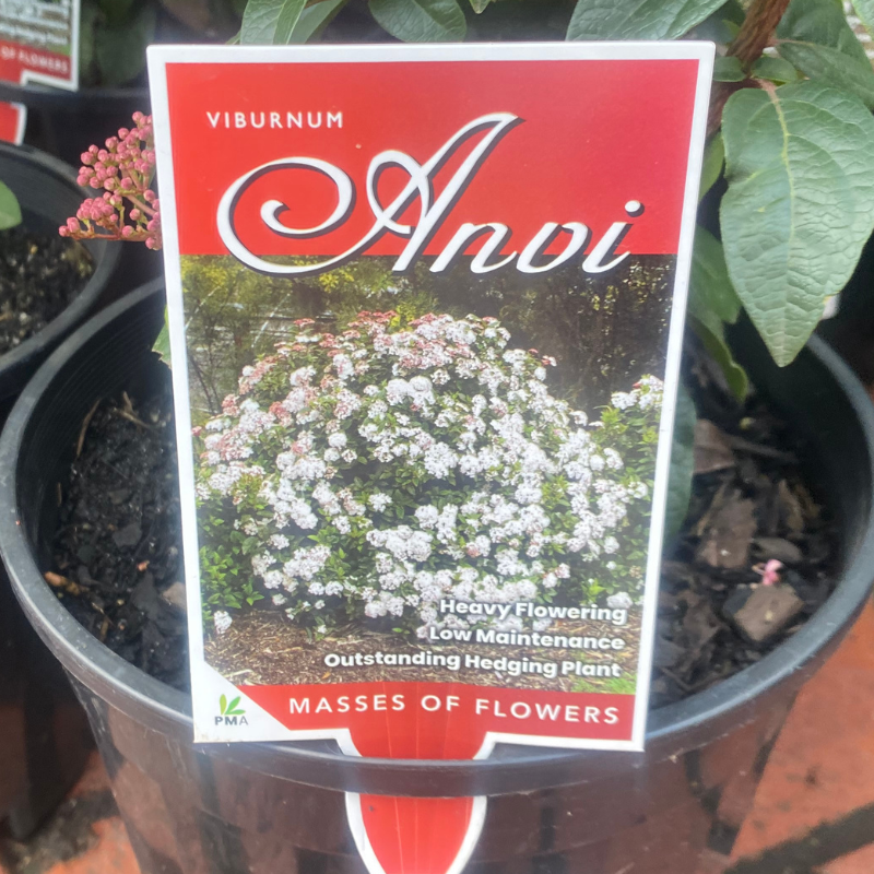Viburnum tinus Anvi