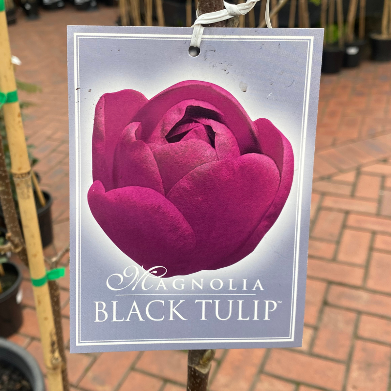 Magnolia Black Tulip