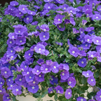 Convolvulus Purple Moon