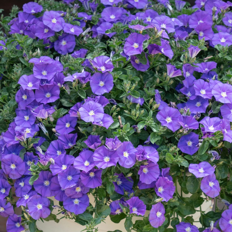Convolvulus Purple Moon