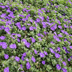 Convolvulus Purple Moon
