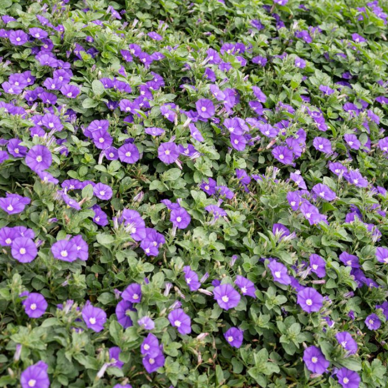 Convolvulus Purple Moon