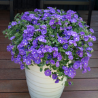 Convolvulus Purple Moon