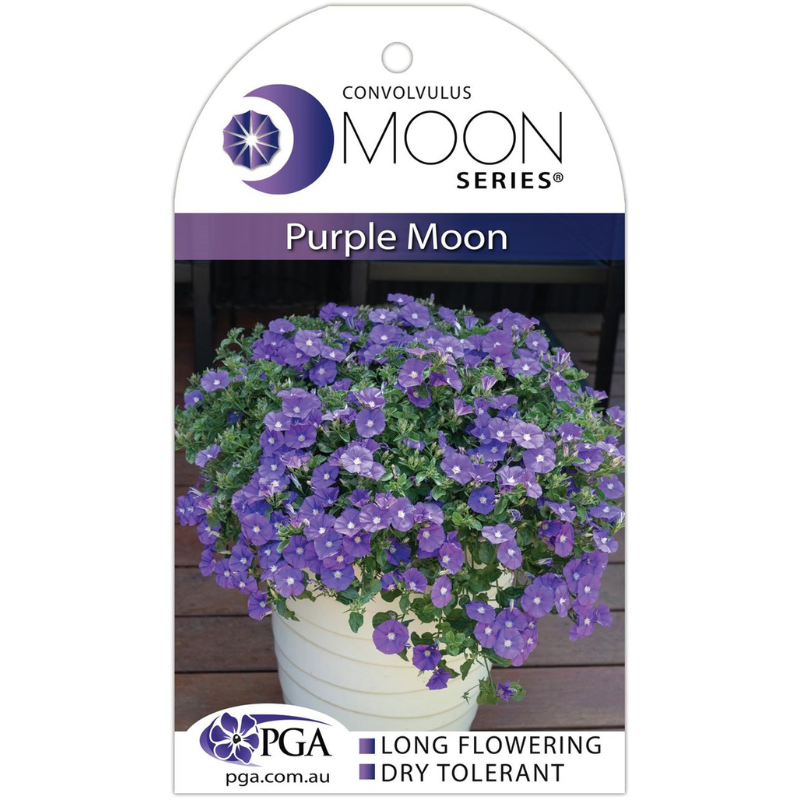 Convolvulus Purple Moon