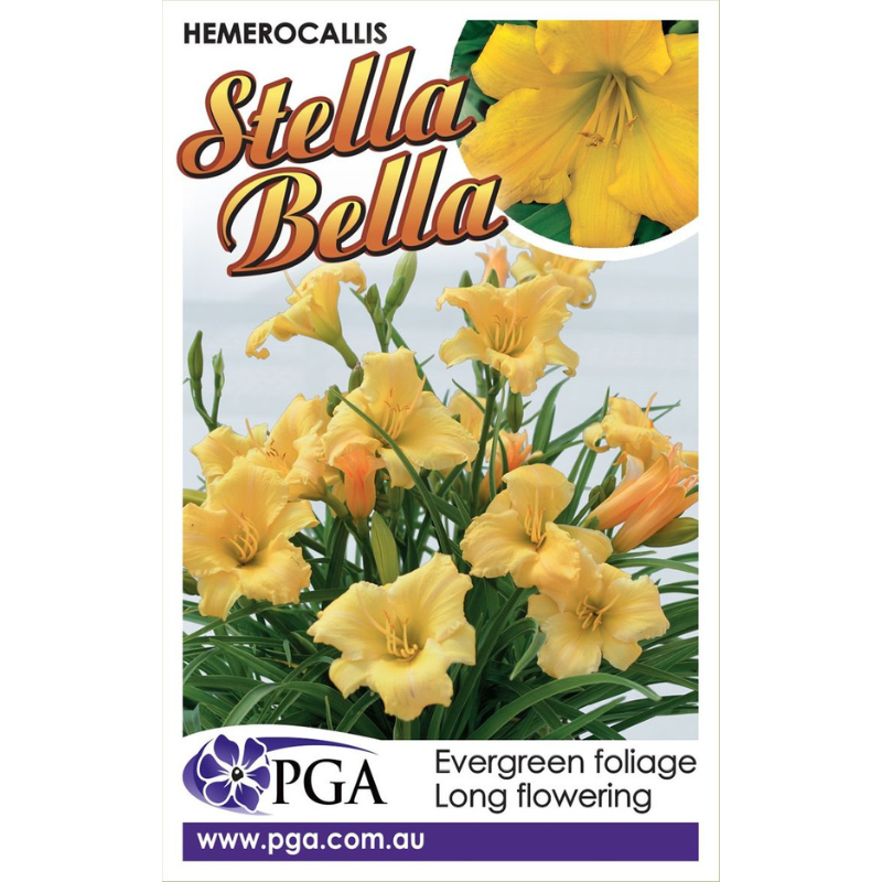 Hemerocallis Stella Bella