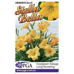Hemerocallis Stella Bella