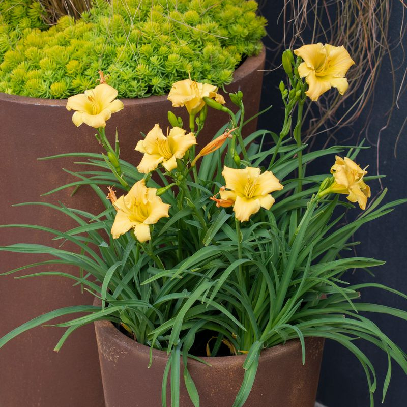 Hemerocallis Stella Bella